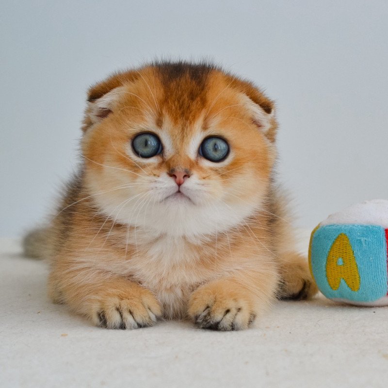 Munchkin EZ Hudson