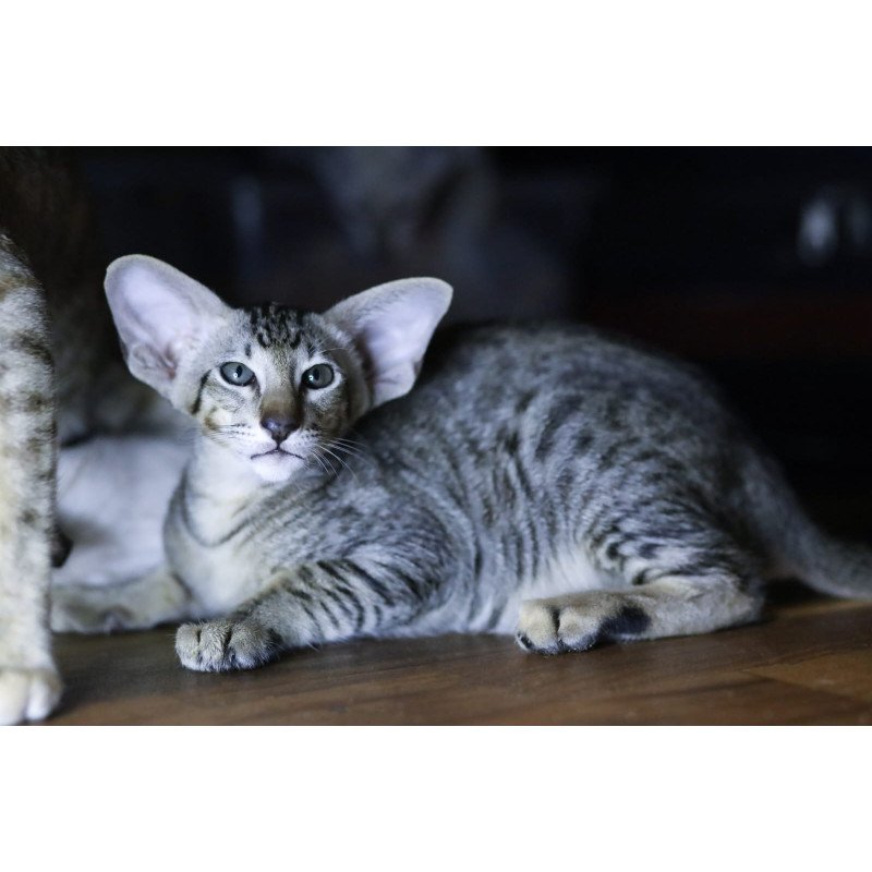Oriental EZ Perseus