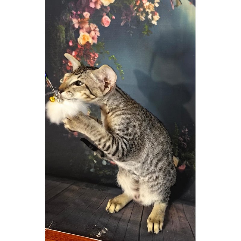 Oriental EZ Perseus