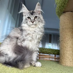 Maine Coon EZ Juliet