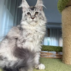 Maine Coon EZ Juliet
