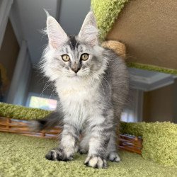 Maine Coon EZ Jamaica