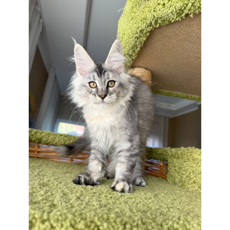 Maine Coon EZ Jamaica