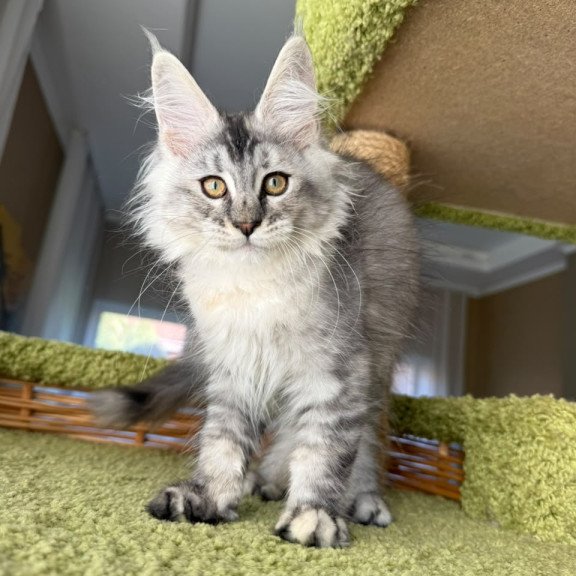 Maine Coon EZ Jamaica