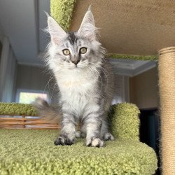 Maine Coon EZ Jamaica