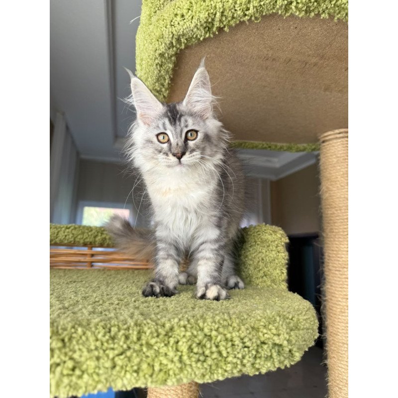 Maine Coon EZ Jamaica