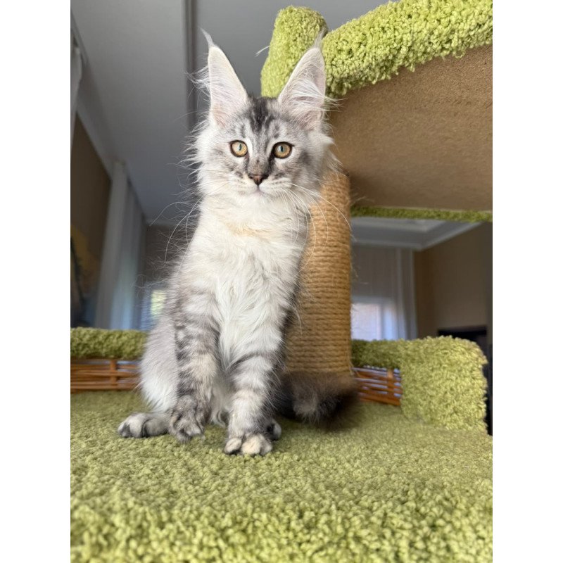Maine Coon EZ Jamaica