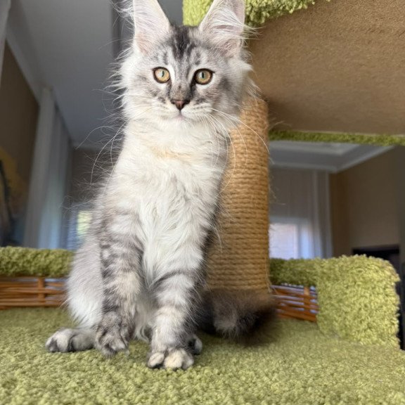 Maine Coon EZ Jamaica