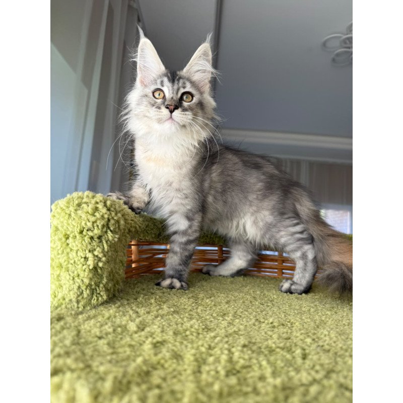 Maine Coon EZ Jamaica