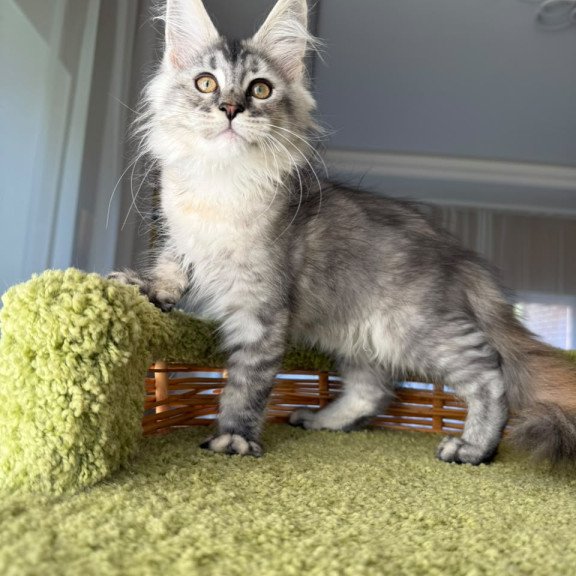 Maine Coon EZ Jamaica