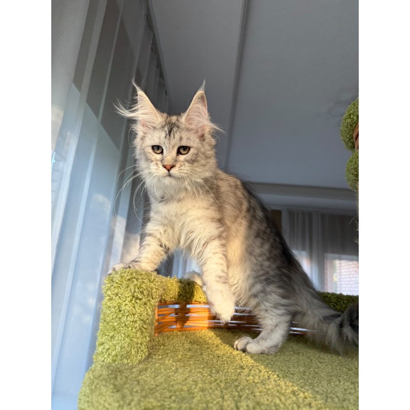 Maine Coon EZ Illada