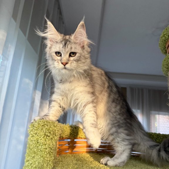Maine Coon EZ Illada