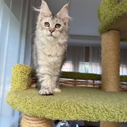 Maine Coon EZ Illada