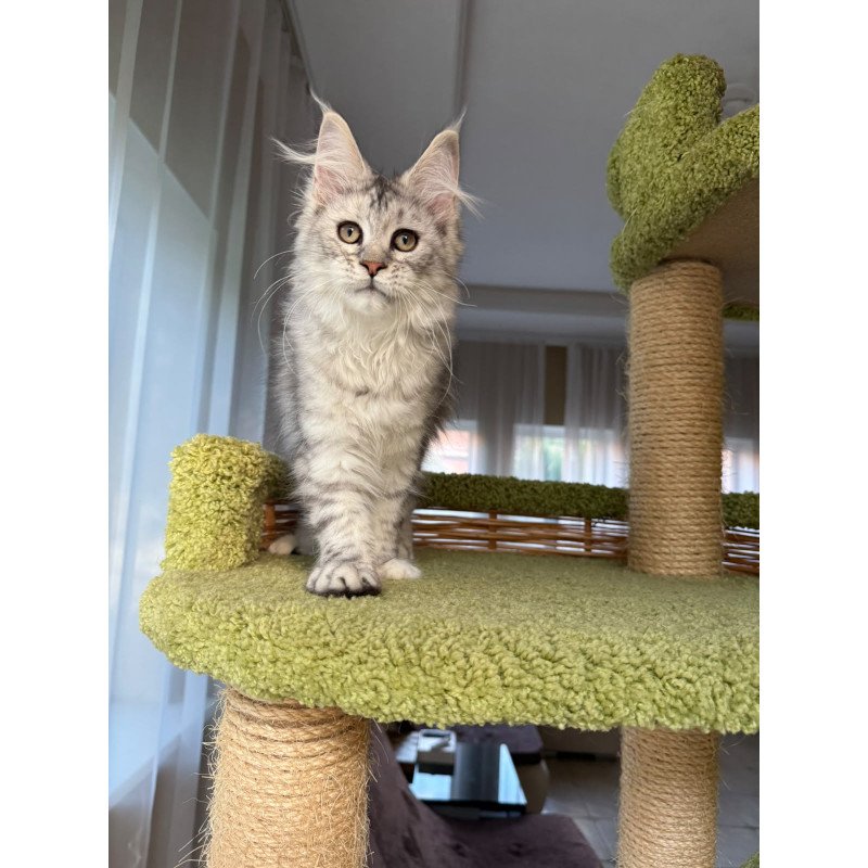 Maine Coon EZ Illada