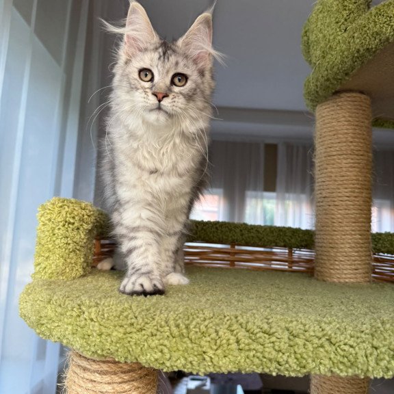 Maine Coon EZ Illada
