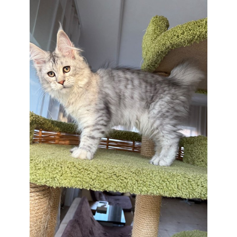 Maine Coon EZ Illada