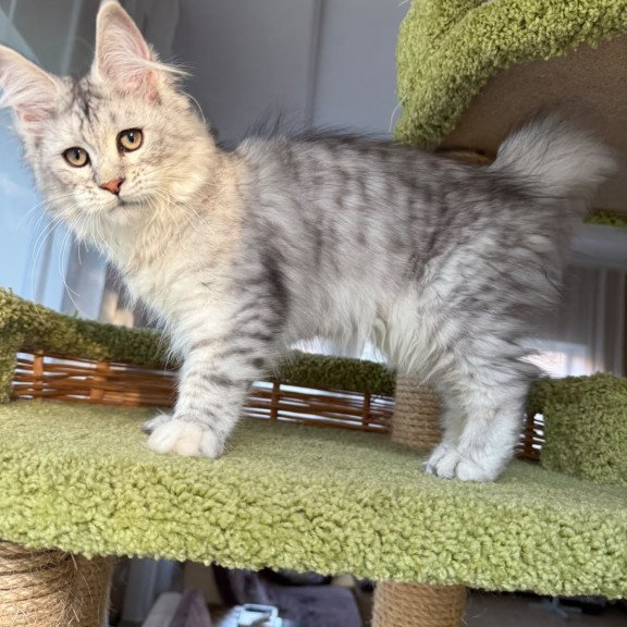 Maine Coon EZ Illada