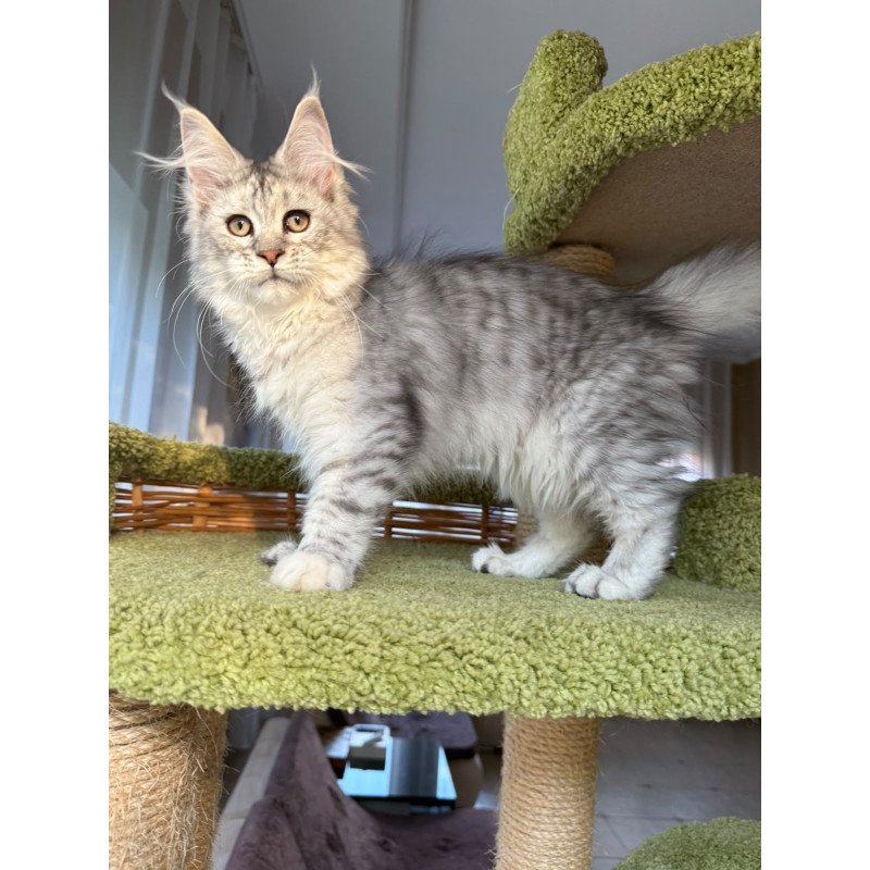 Maine Coon EZ Illada
