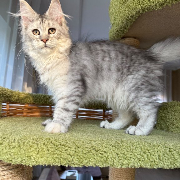 Maine Coon EZ Illada