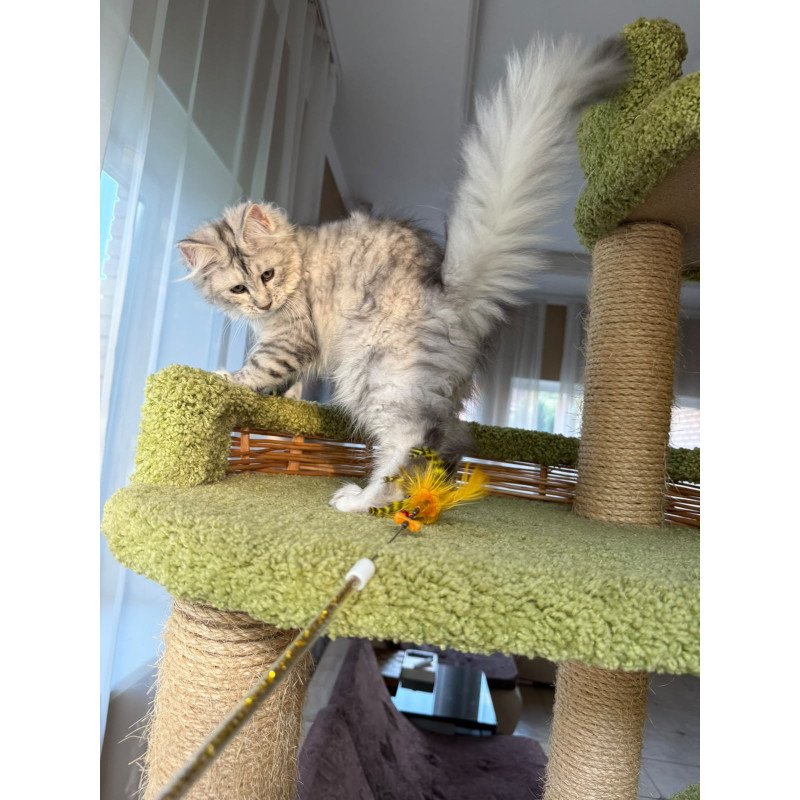 Maine Coon EZ Illada