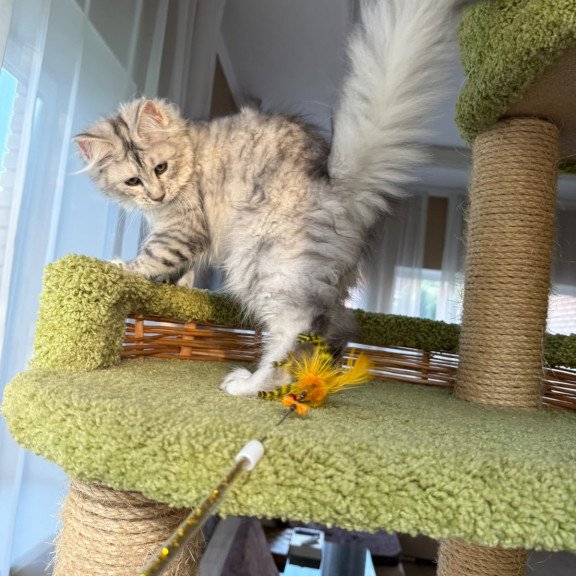 Maine Coon EZ Illada