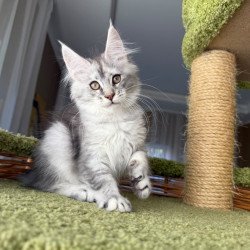 Maine Coon EZ Jess
