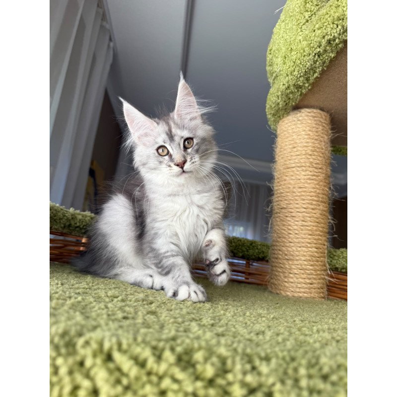 Maine Coon EZ Jess