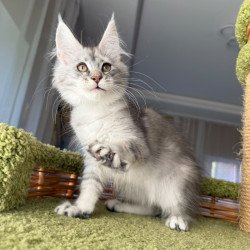 Maine Coon EZ Jess