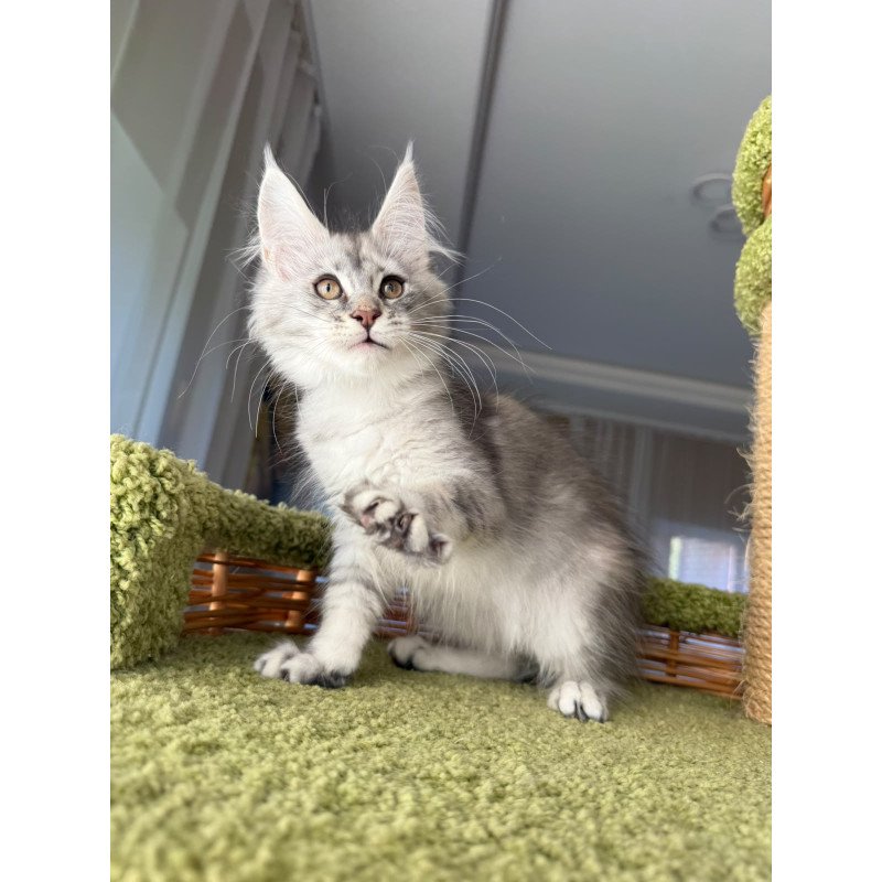Maine Coon EZ Jess