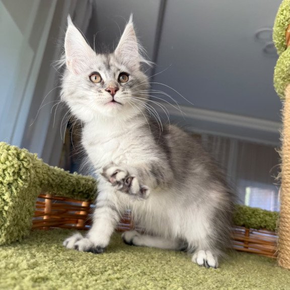 Maine Coon EZ Jess