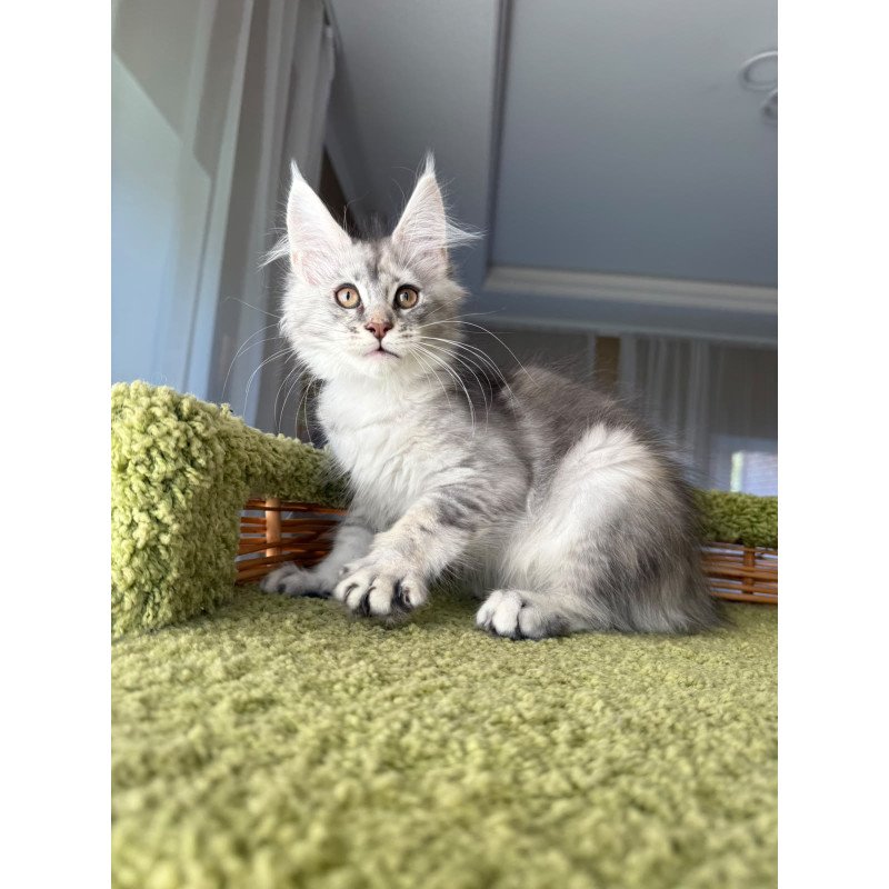 Maine Coon EZ Jess