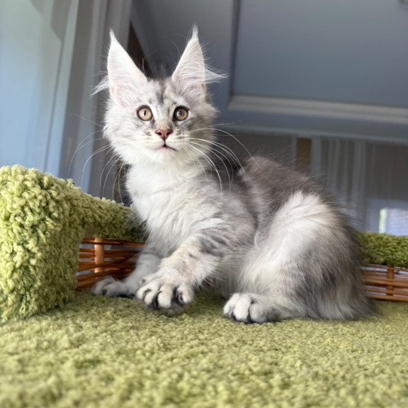 Maine Coon EZ Jess