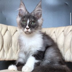 Maine Coon EZ Chip
