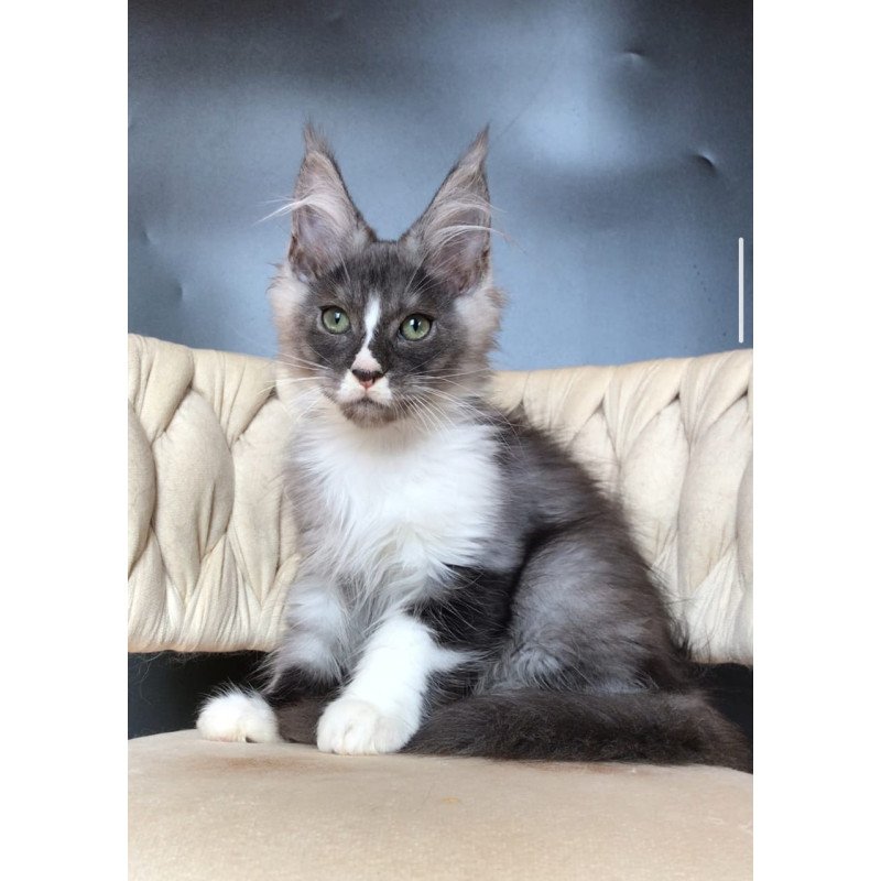 Maine Coon EZ Chip