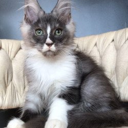 Maine Coon EZ Chip