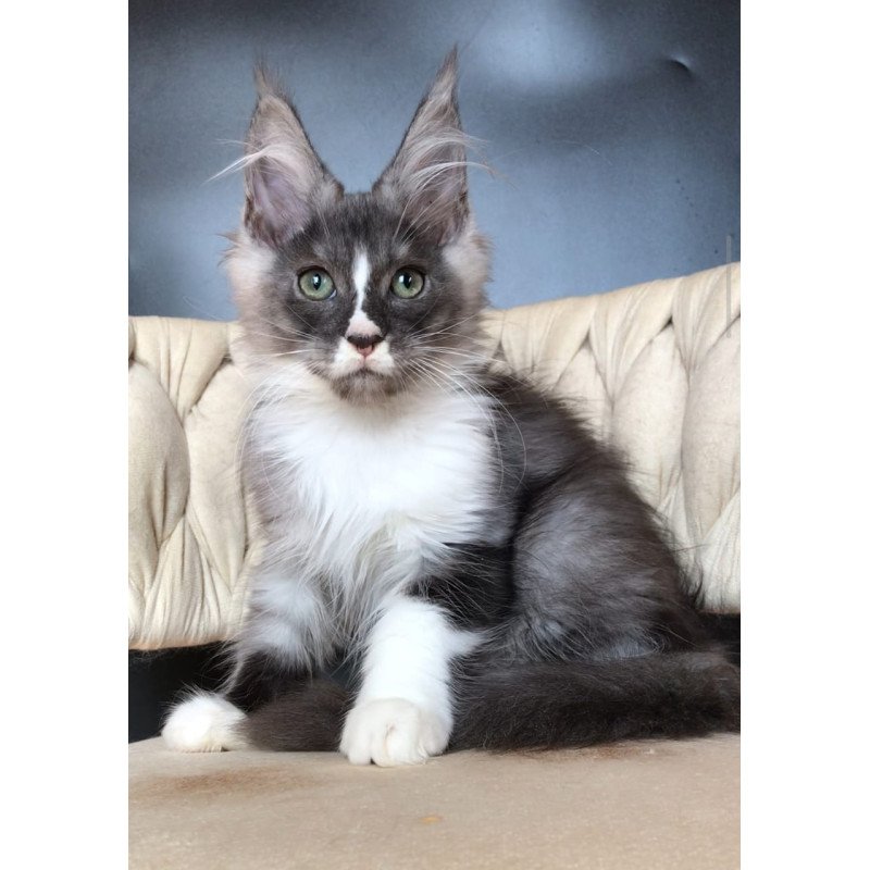 Maine Coon EZ Chip