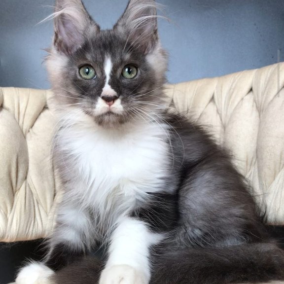 Maine Coon EZ Chip