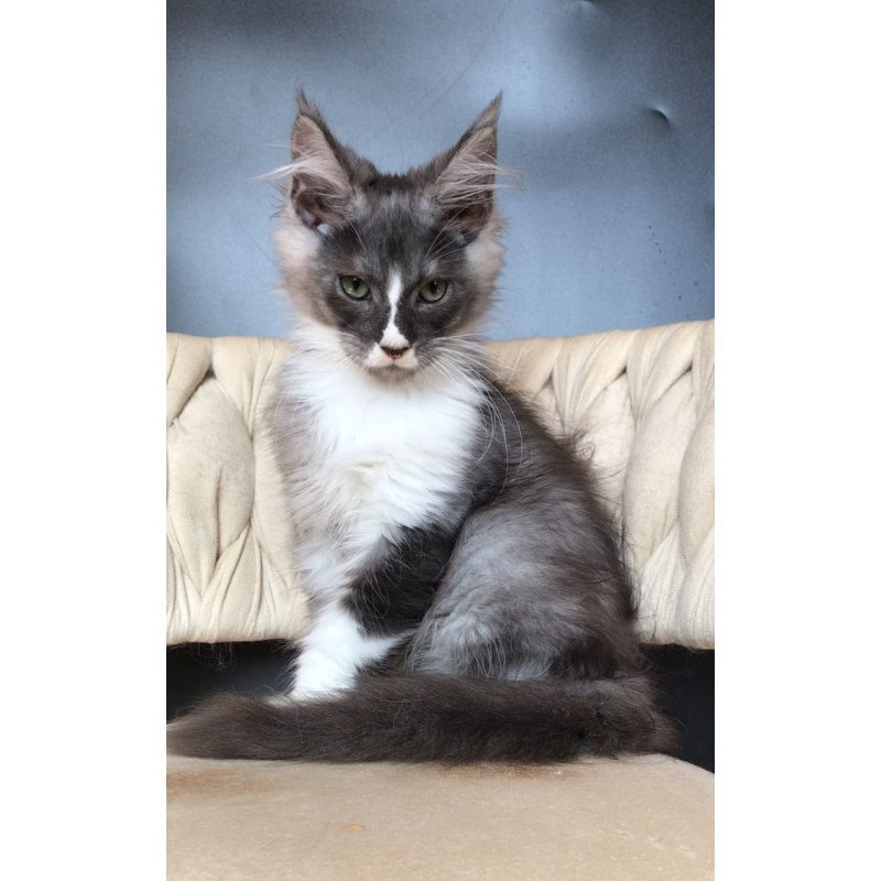 Maine Coon EZ Chip