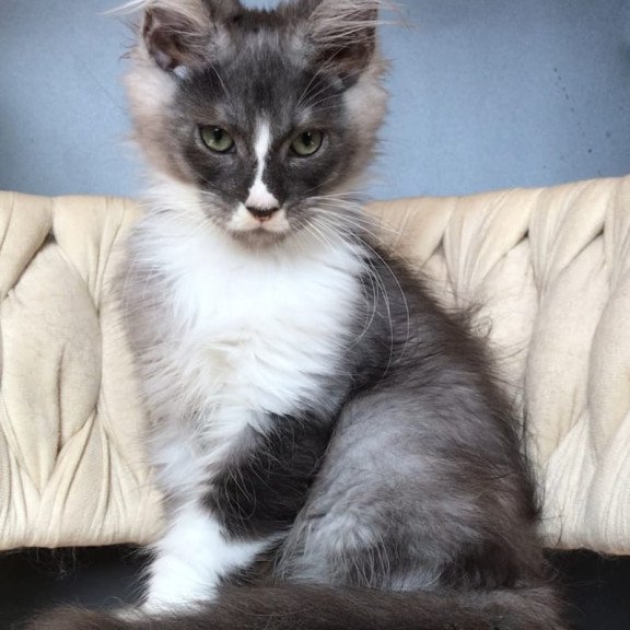 Maine Coon EZ Chip