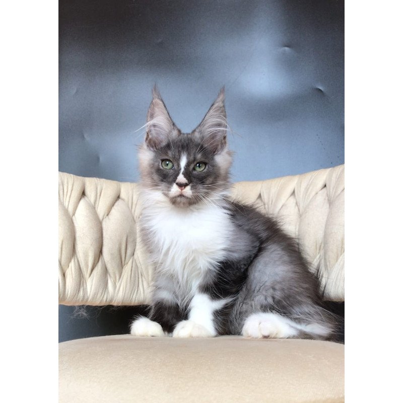 Maine Coon EZ Chip