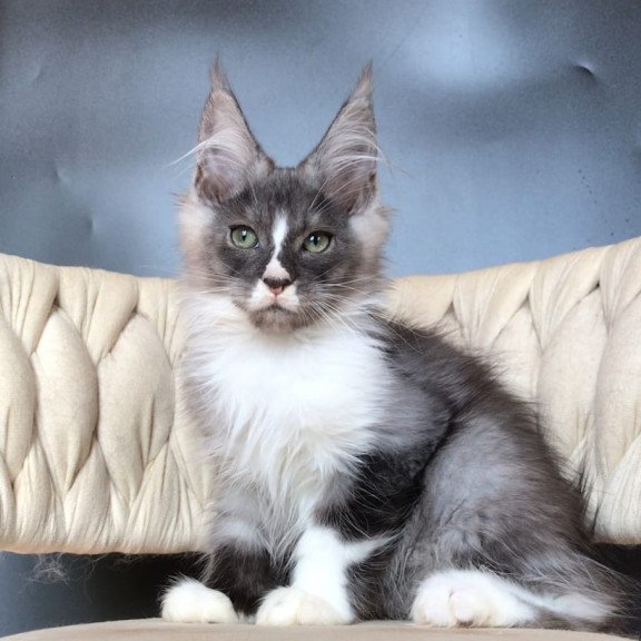 Maine Coon EZ Chip