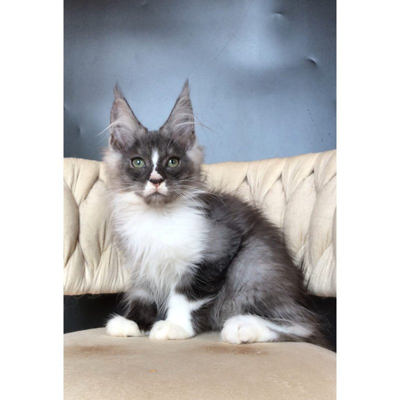 Maine Coon EZ Chip