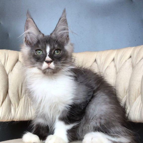 Maine Coon EZ Chip