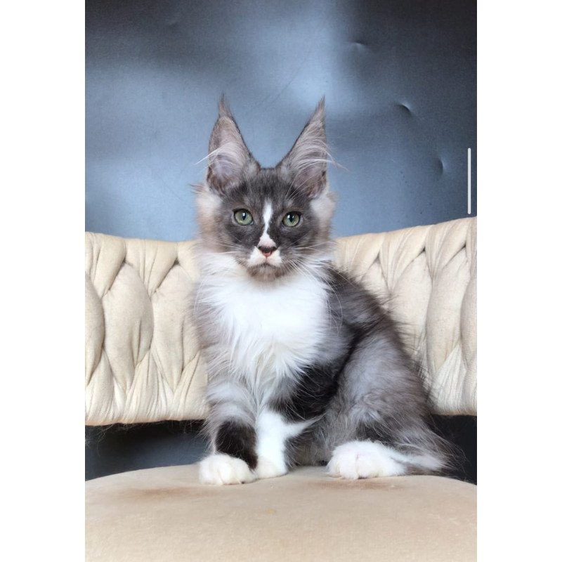 Maine Coon EZ Chip