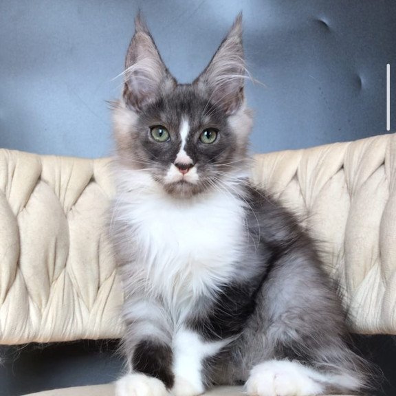 Maine Coon EZ Chip