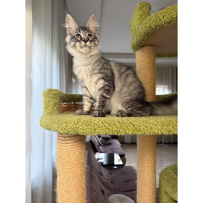 Maine Coon EZ Harrik