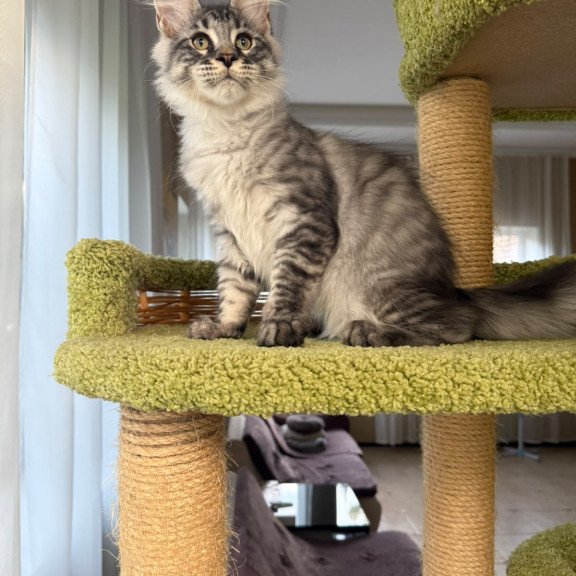 Maine Coon EZ Harrik