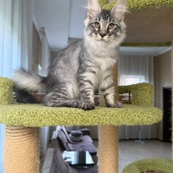 Maine Coon EZ Harrik