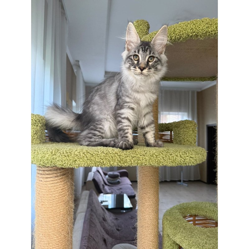 Maine Coon EZ Harrik
