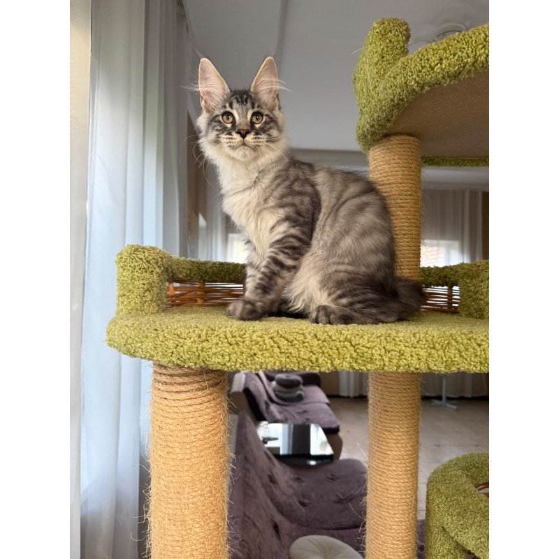 Maine Coon EZ Harrik